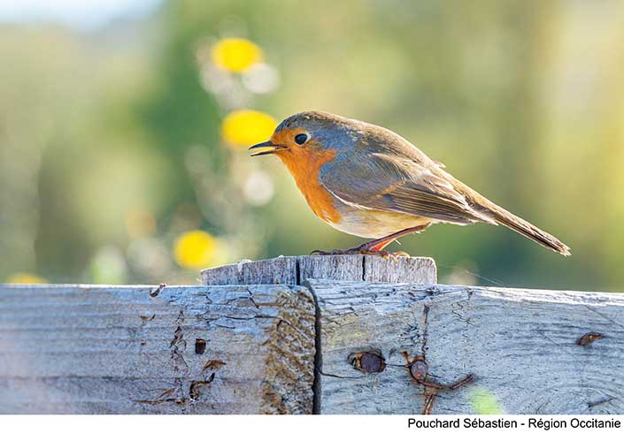 Pourquoi agir pour la biodiversité ?